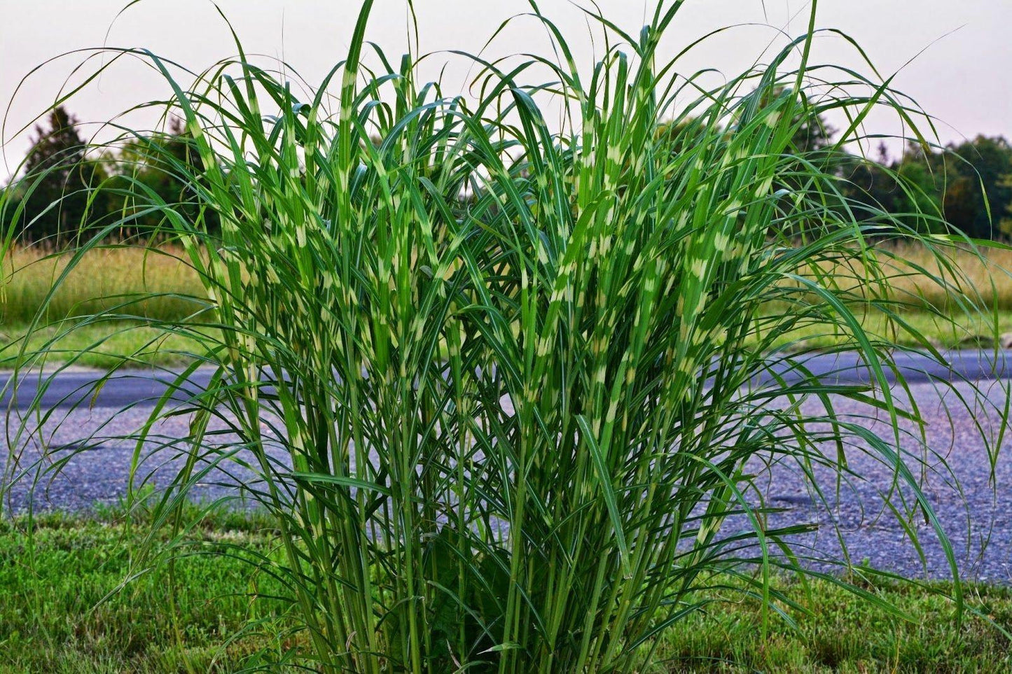 G0054 Grass Miscanthus Sinensis Strictus - View 7 from www redcrocus com