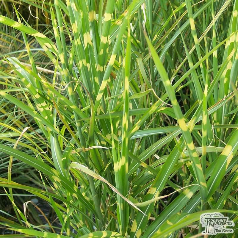 G0055 Grass Miscanthus Sinensis Zebrinus - View 11 from www redcrocus com