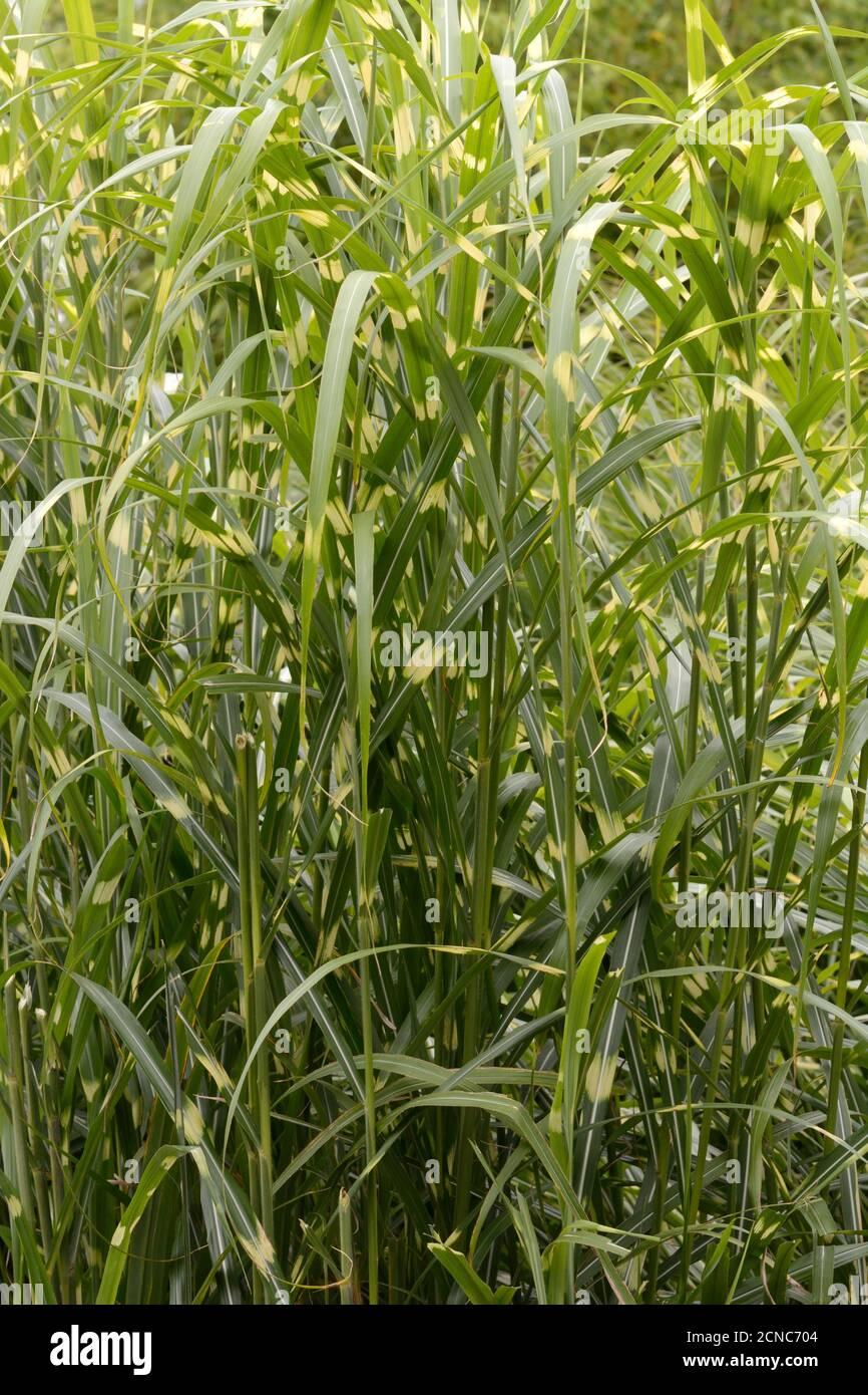 G0055 Grass Miscanthus Sinensis Zebrinus - View 12 from www redcrocus com