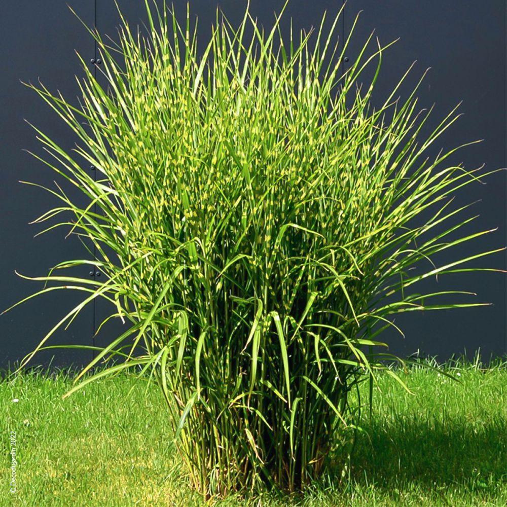G0055 Grass Miscanthus Sinensis Zebrinus - View 13 from www redcrocus com