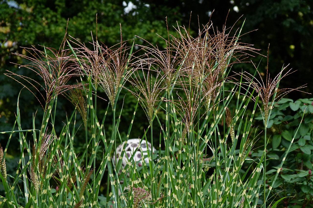 G0055 Grass Miscanthus Sinensis Zebrinus - View 16 from www redcrocus com