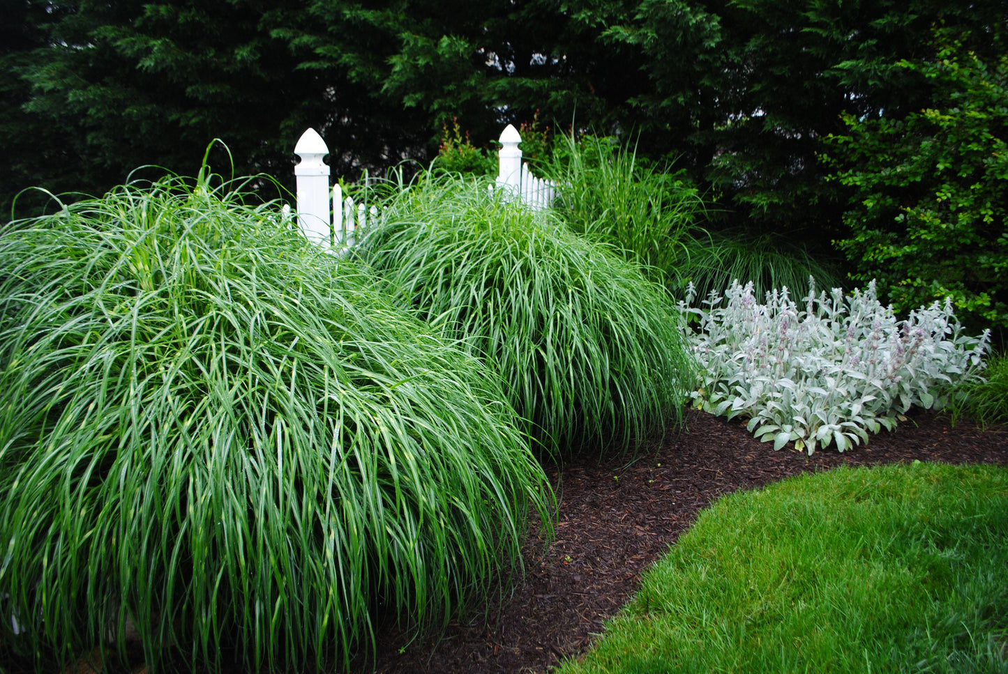 G0055 Grass Miscanthus Sinensis Zebrinus - View 17 from www redcrocus com