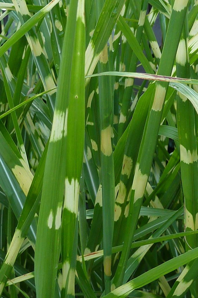 G0055 Grass Miscanthus Sinensis Zebrinus - View 18 from www redcrocus com