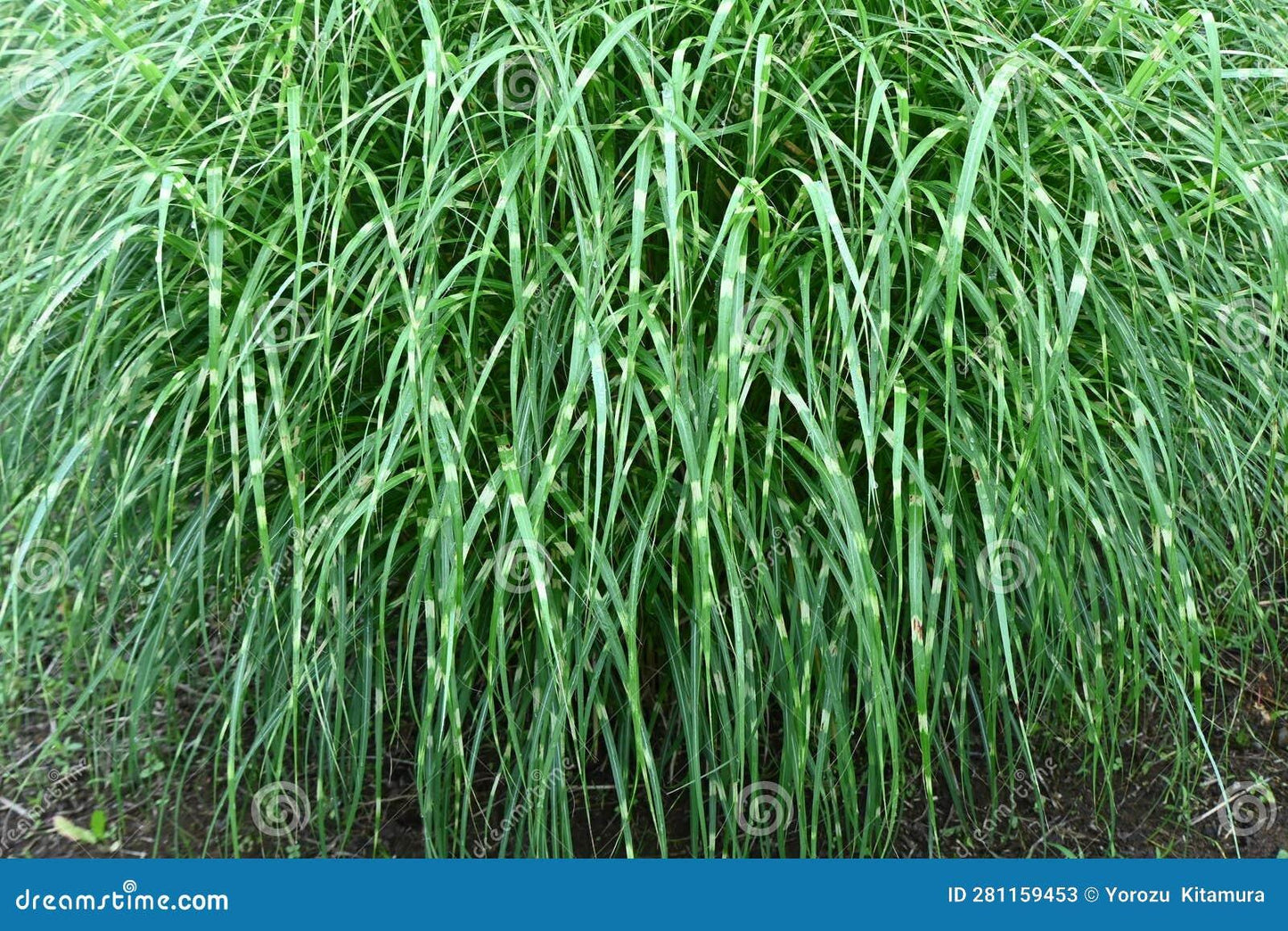 G0055 Grass Miscanthus Sinensis Zebrinus - View 20 from www redcrocus com