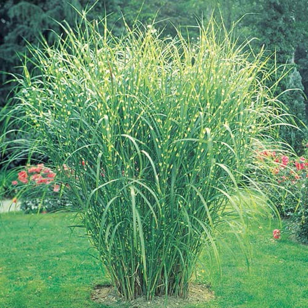 G0055 Grass Miscanthus Sinensis Zebrinus - View 2 from www redcrocus com