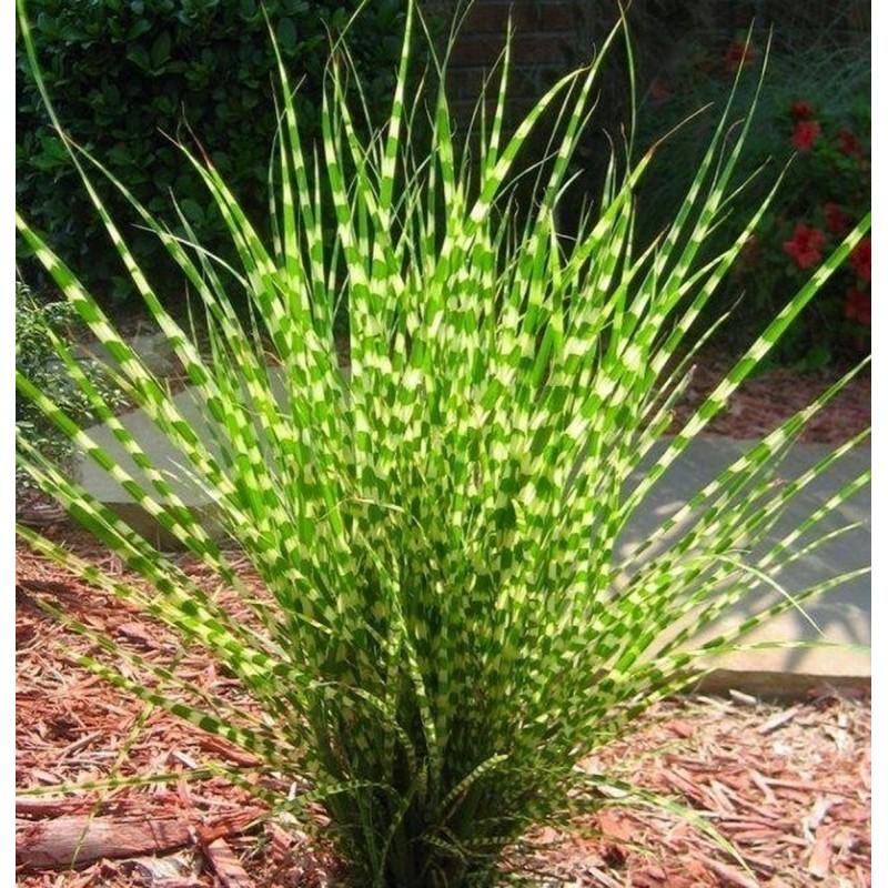 G0055 Grass Miscanthus Sinensis Zebrinus - View 3 from www redcrocus com