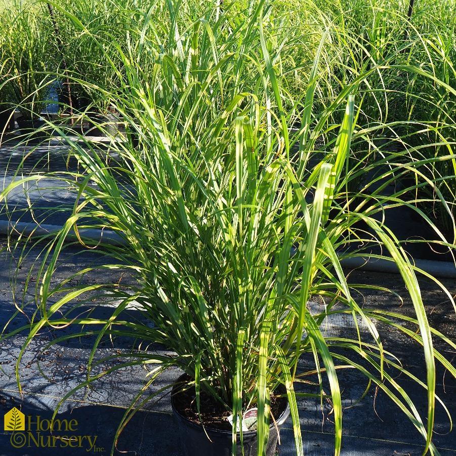 G0055 Grass Miscanthus Sinensis Zebrinus - View 4 from www redcrocus com