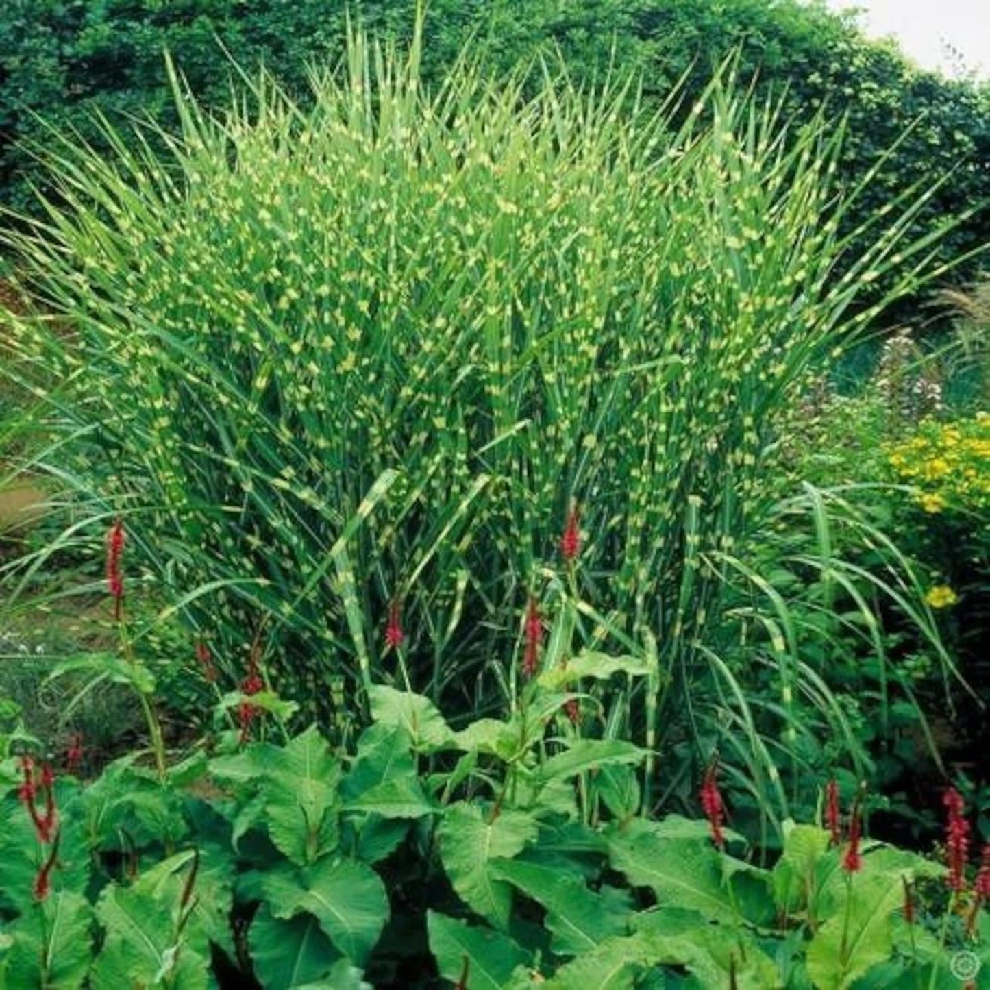 G0055 Grass Miscanthus Sinensis Zebrinus - View 5 from www redcrocus com