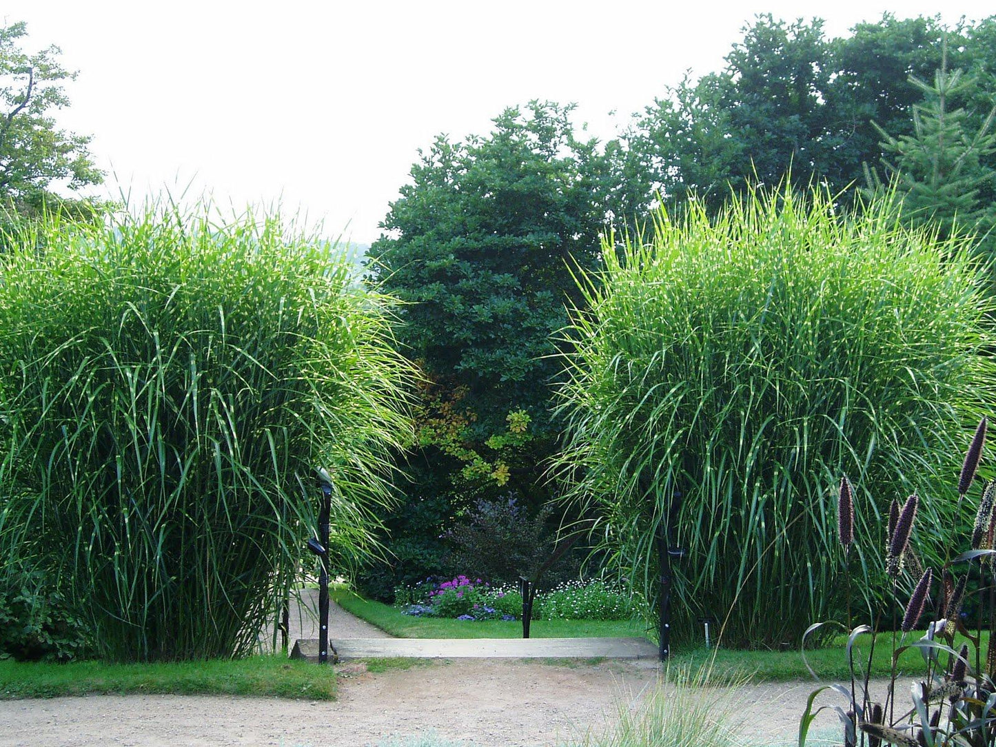 G0055 Grass Miscanthus Sinensis Zebrinus - View 6 from www redcrocus com