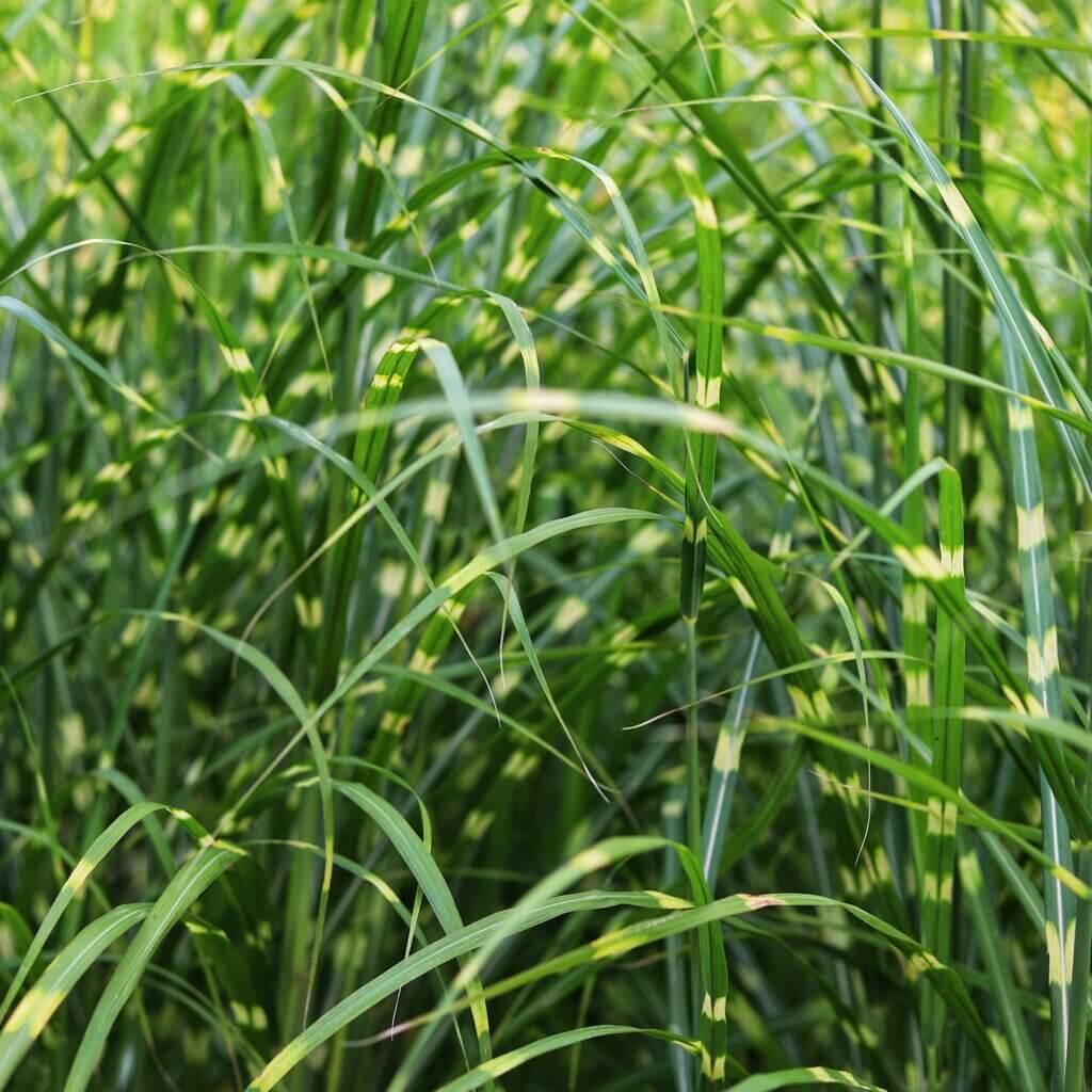 G0055 Grass Miscanthus Sinensis Zebrinus - View 7 from www redcrocus com