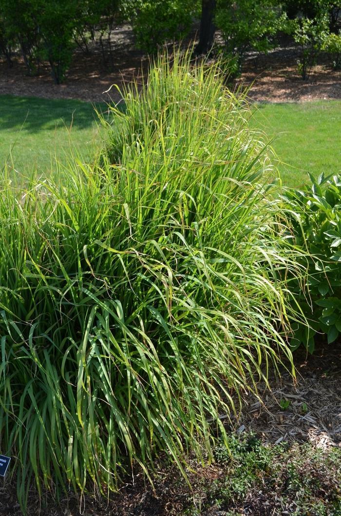 G0055 Grass Miscanthus Sinensis Zebrinus - View 8 from www redcrocus com