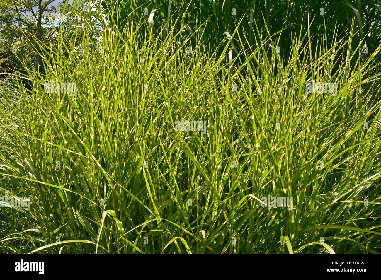 G0055 Grass Miscanthus Sinensis Zebrinus - View 9 from www redcrocus com