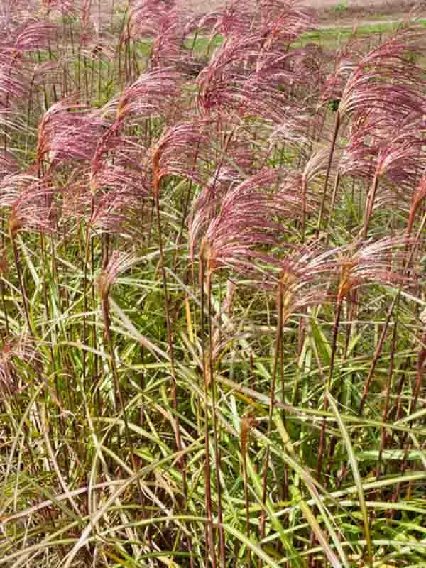 G0055 Grass Miscanthus Sinensis Zebrinus - View 9 from www redcrocus com