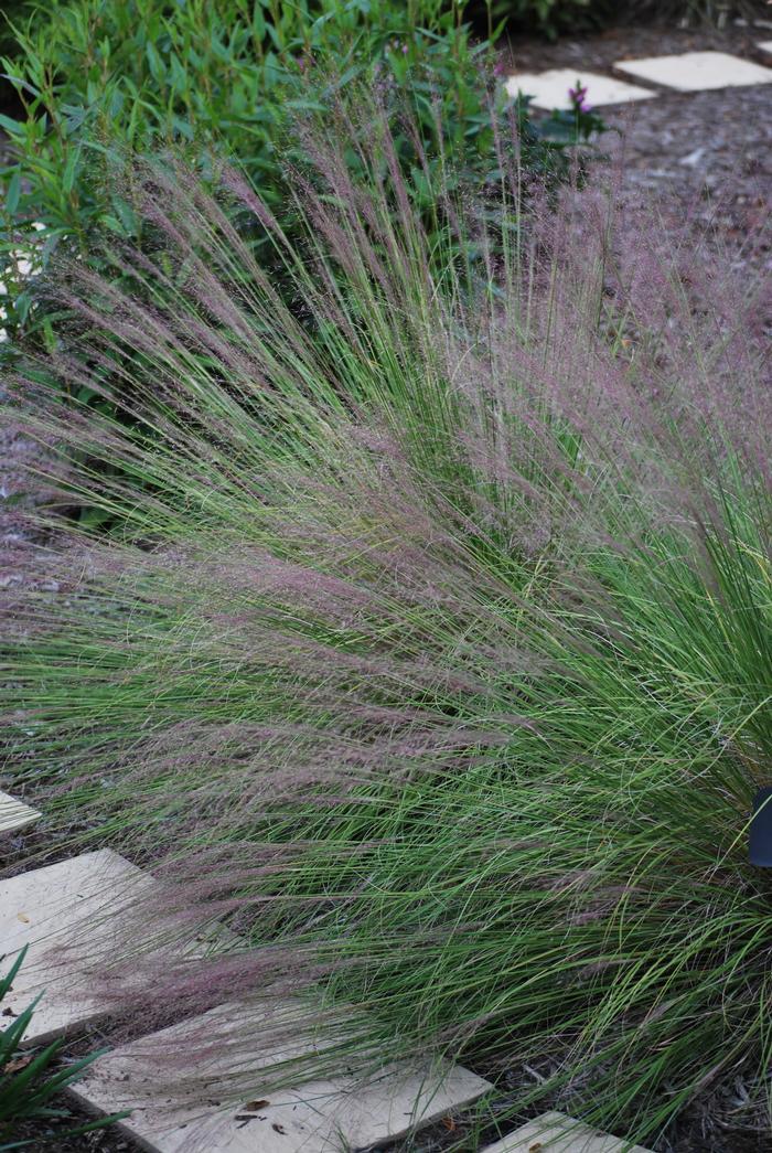 G0056 Grass Muhlenbergia Reverchonii Undaunted - View 10 from www redcrocus com
