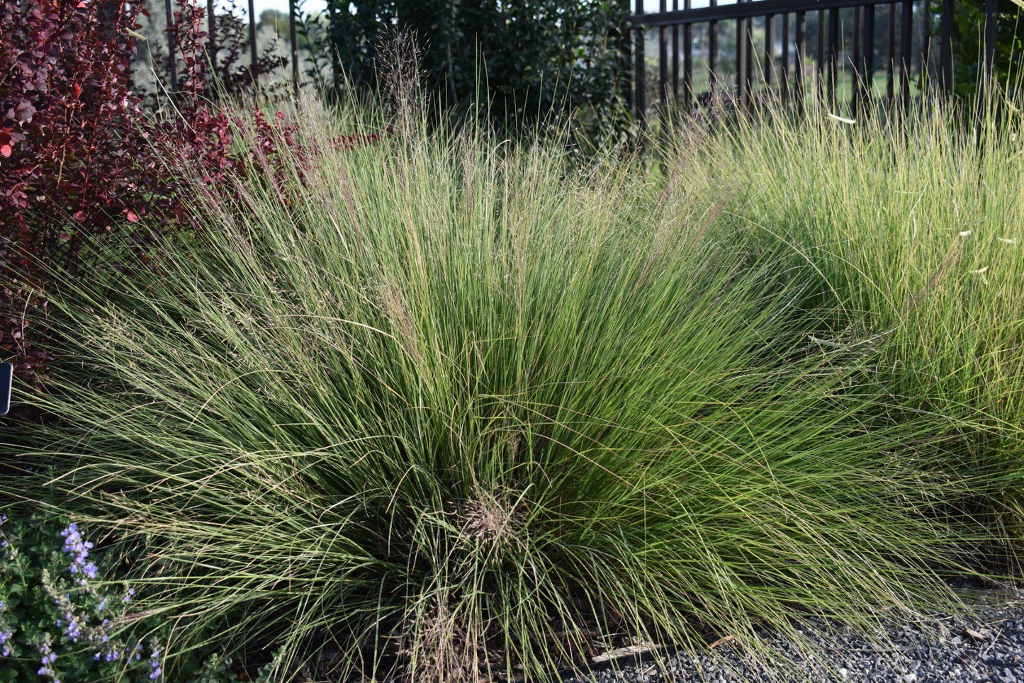 G0056 Grass Muhlenbergia Reverchonii Undaunted - View 11 from www redcrocus com