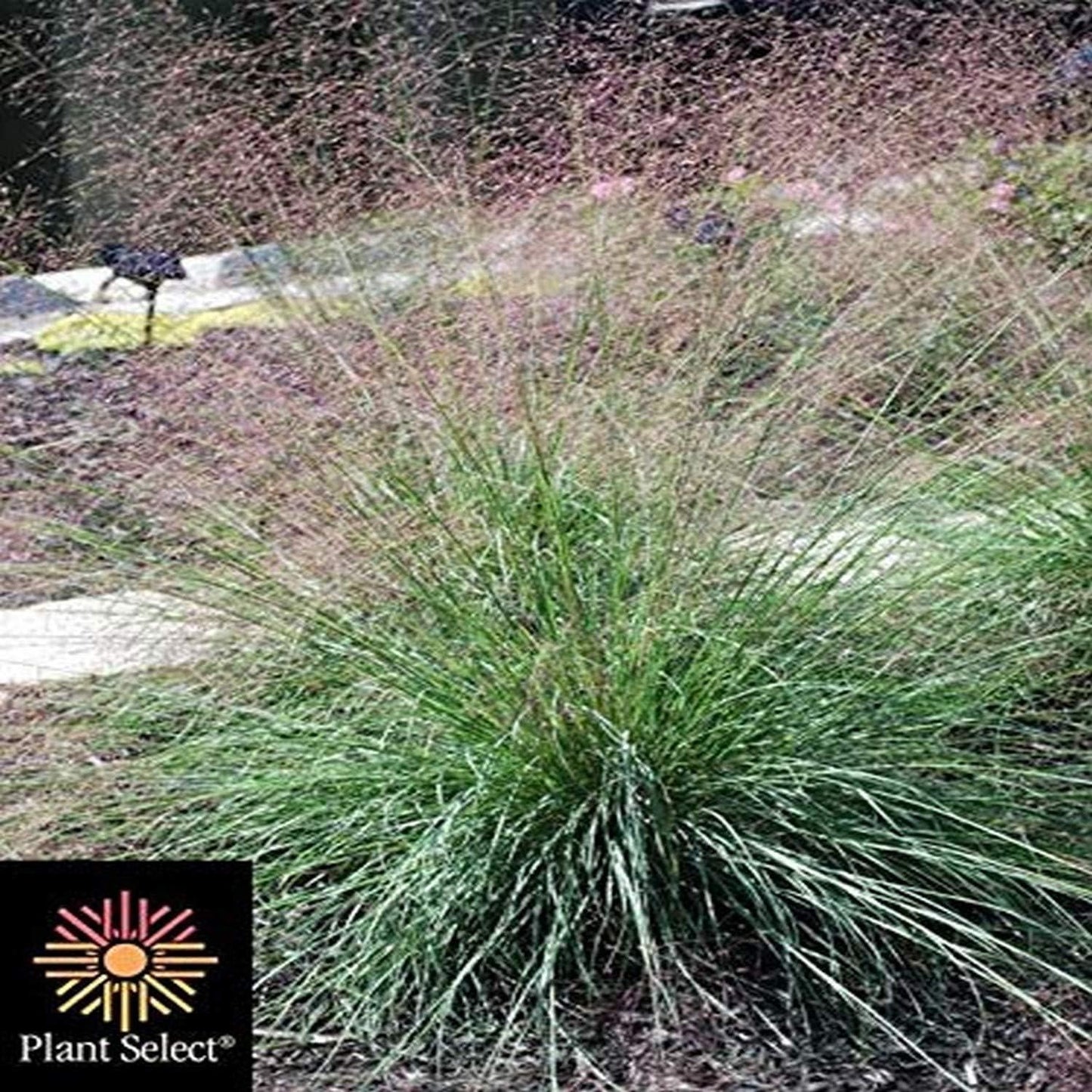 G0056 Grass Muhlenbergia Reverchonii Undaunted - View 12 from www redcrocus com