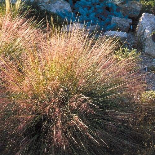 G0056 Grass Muhlenbergia Reverchonii Undaunted - View 13 from www redcrocus com