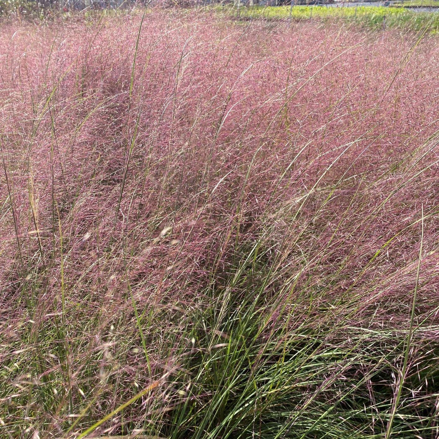 G0056 Grass Muhlenbergia Reverchonii Undaunted - View 14 from www redcrocus com