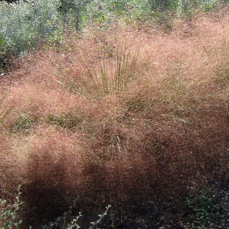 G0056 Grass Muhlenbergia Reverchonii Undaunted - View 15 from www redcrocus com