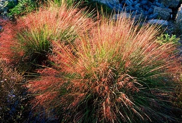 G0056 Grass Muhlenbergia Reverchonii Undaunted - View 16 from www redcrocus com