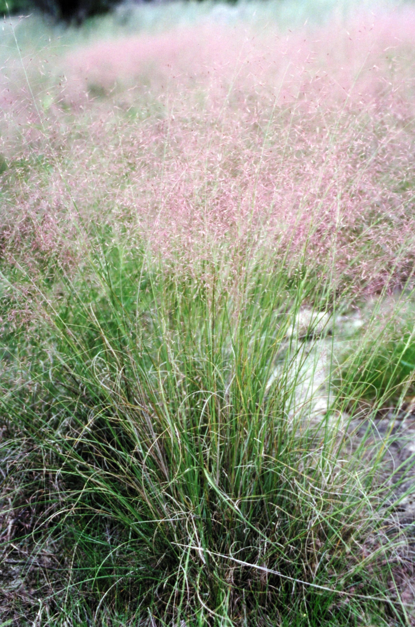 G0056 Grass Muhlenbergia Reverchonii Undaunted - View 17 from www redcrocus com