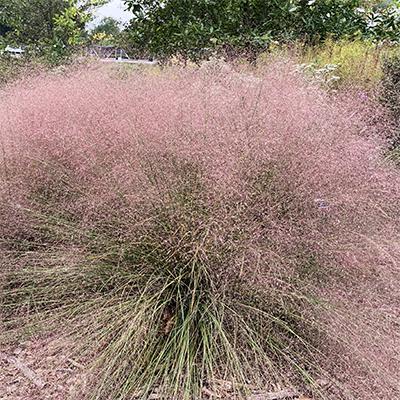 G0056 Grass Muhlenbergia Reverchonii Undaunted - View 18 from www redcrocus com