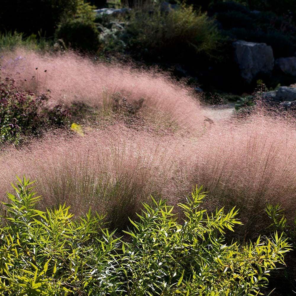 G0056 Grass Muhlenbergia Reverchonii Undaunted - View 3 from www redcrocus com