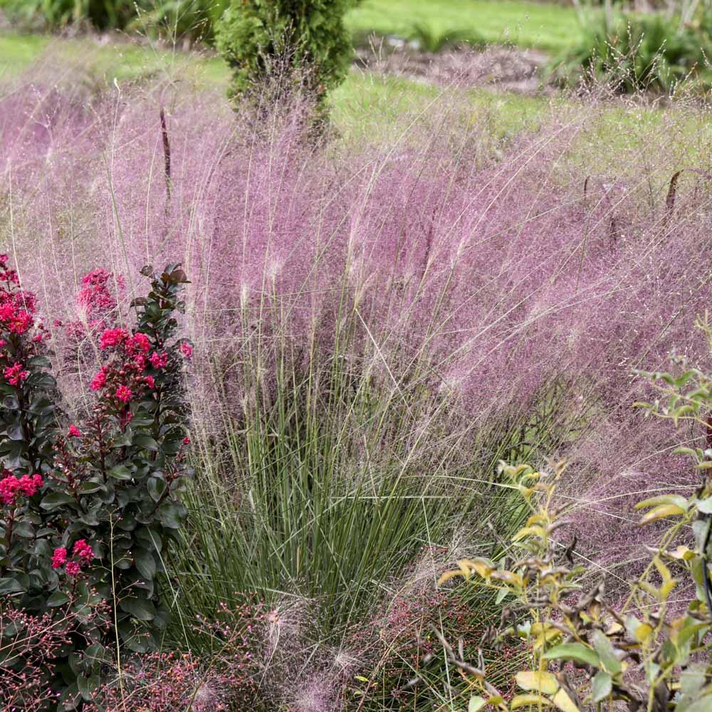 G0056 Grass Muhlenbergia Reverchonii Undaunted - View 4 from www redcrocus com