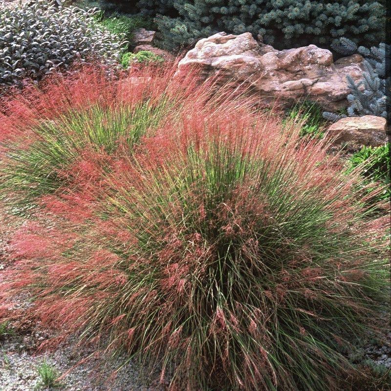 G0056 Grass Muhlenbergia Reverchonii Undaunted - View 5 from www redcrocus com