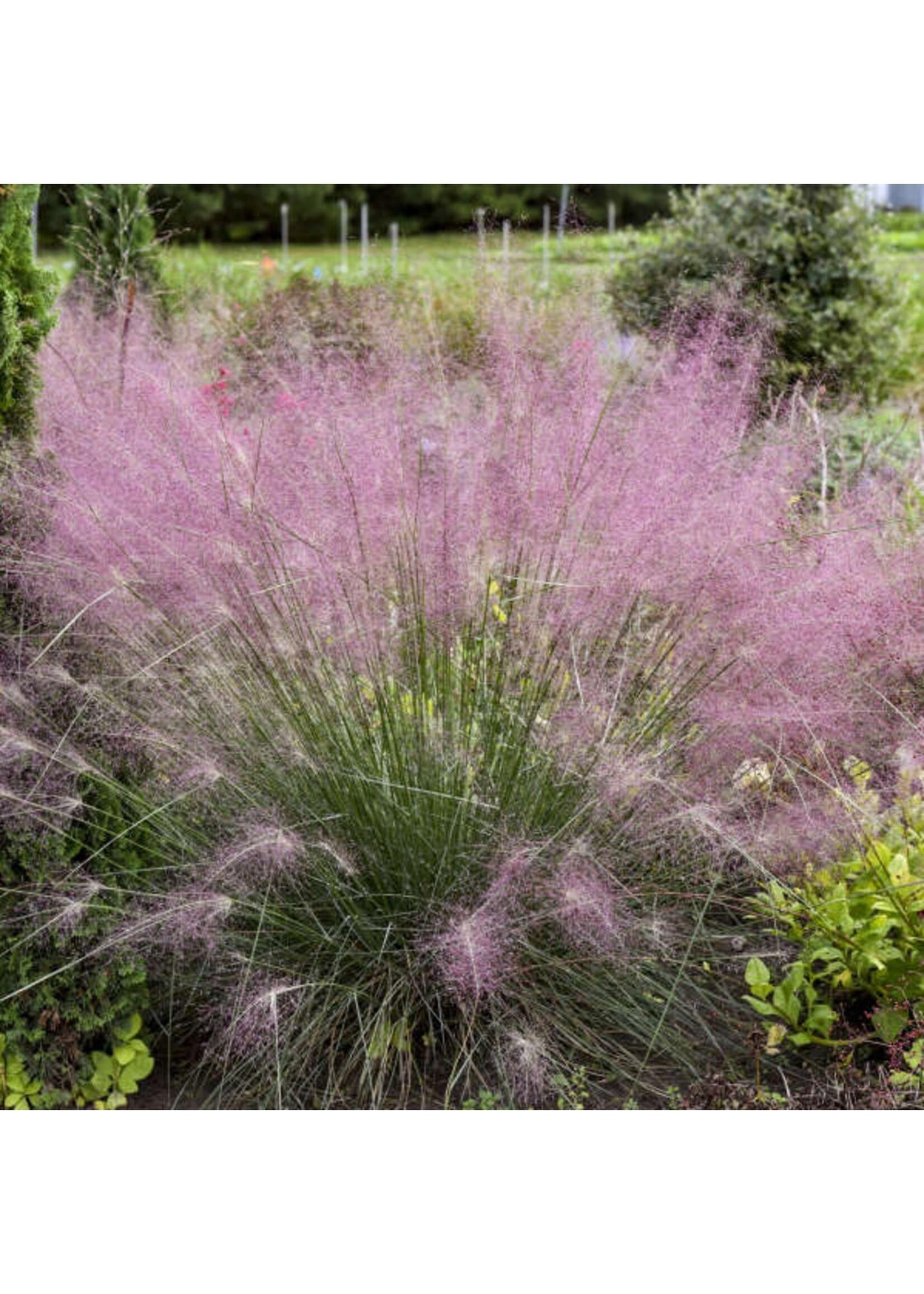 G0056 Grass Muhlenbergia Reverchonii Undaunted - View 6 from www redcrocus com