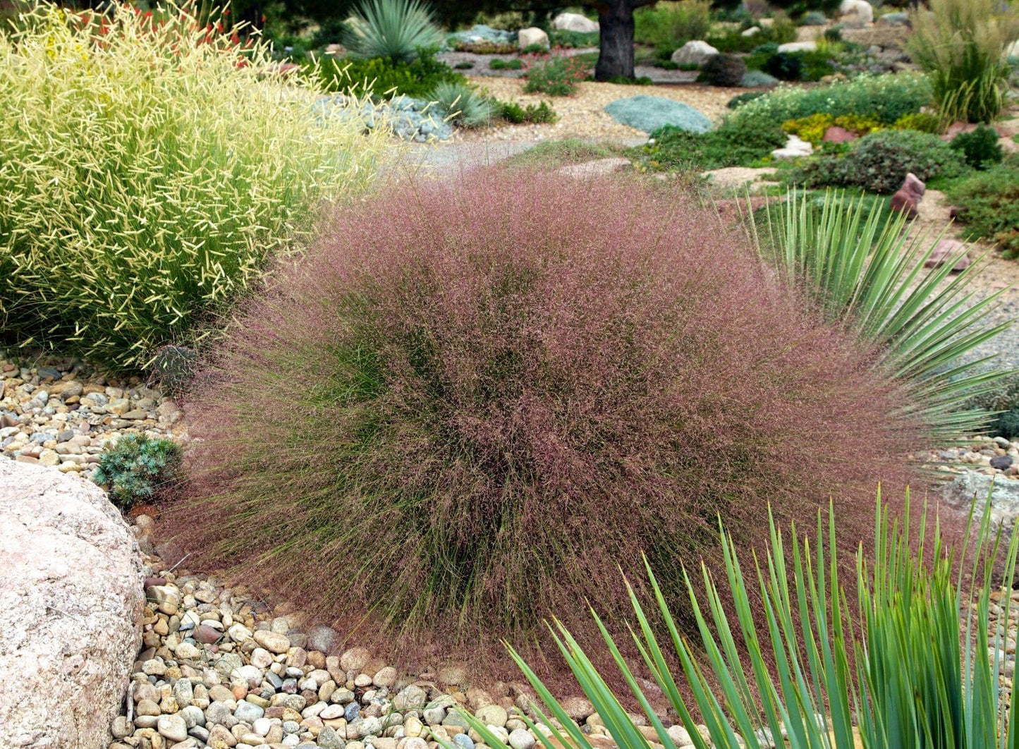 G0056 Grass Muhlenbergia Reverchonii Undaunted - View 7 from www redcrocus com