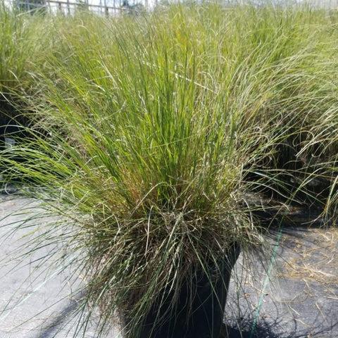 G0056 Grass Muhlenbergia Reverchonii Undaunted - View 8 from www redcrocus com