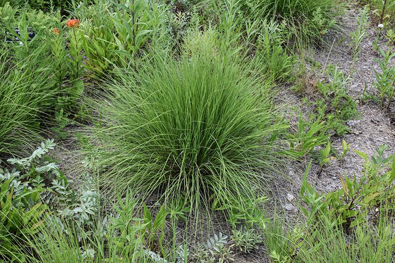G0056 Grass Muhlenbergia Reverchonii Undaunted - View 9 from www redcrocus com
