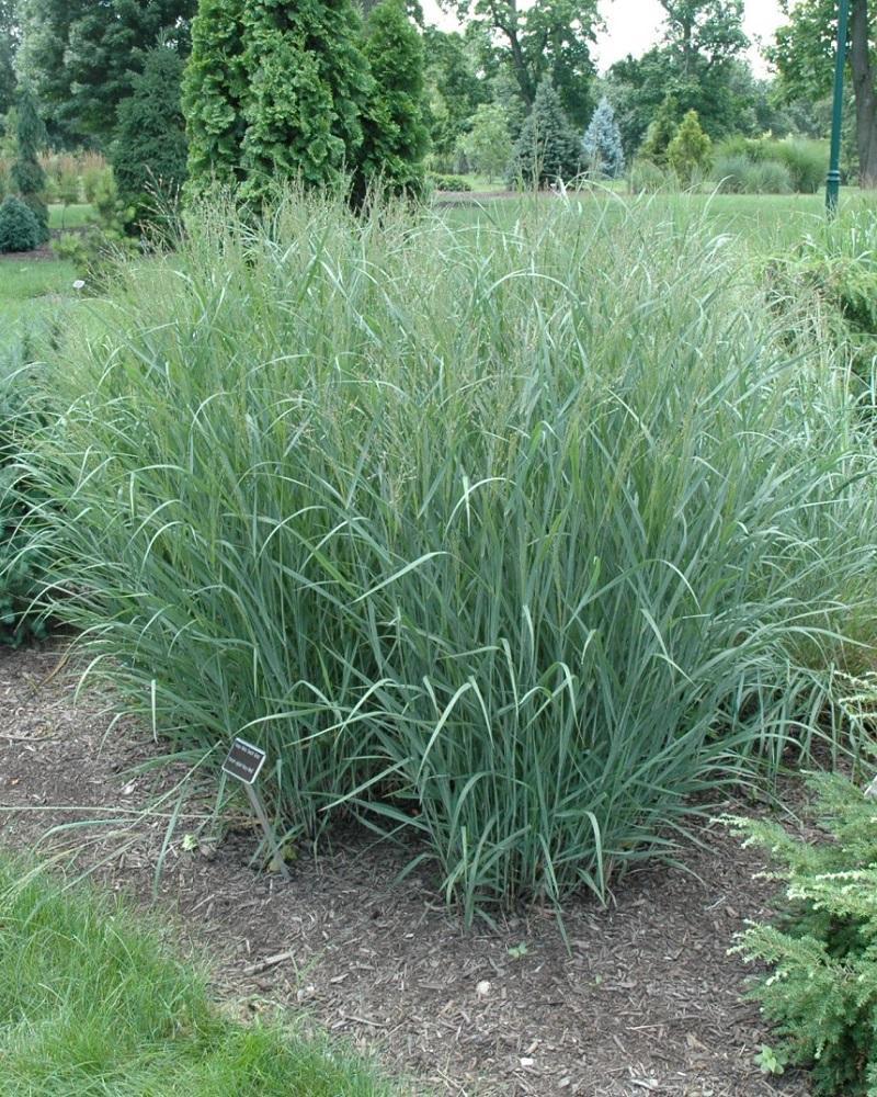G0058 Grass, Panicum Virgatum 'heavy Metal' - View 10 from www redcrocus com