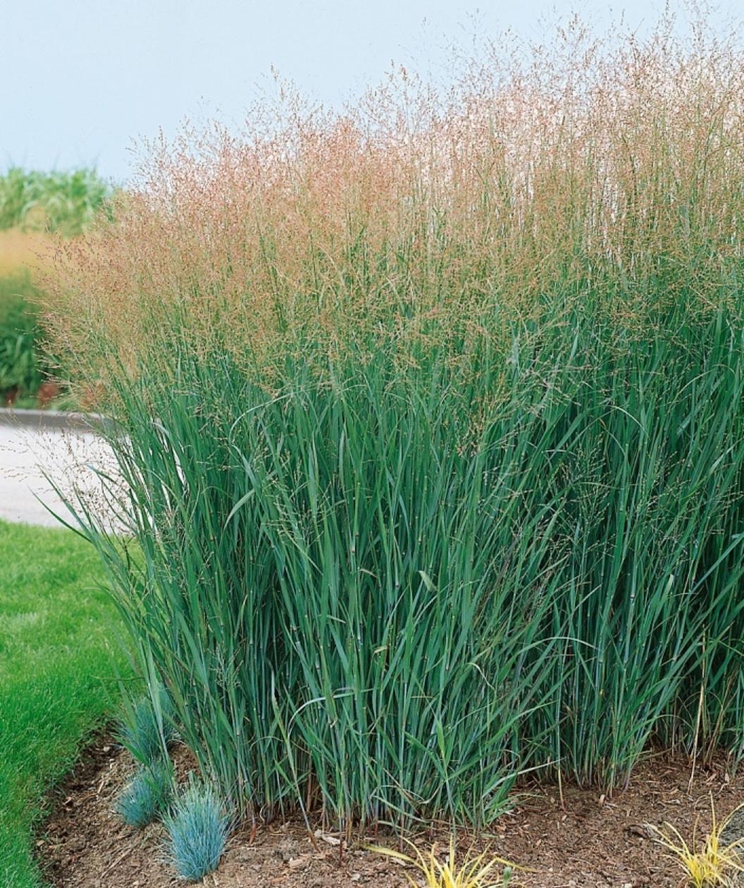 G0058 Grass, Panicum Virgatum 'heavy Metal' - View 11 from www redcrocus com
