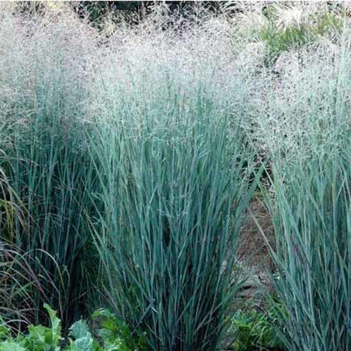 G0058 Grass, Panicum Virgatum 'heavy Metal' - View 12 from www redcrocus com