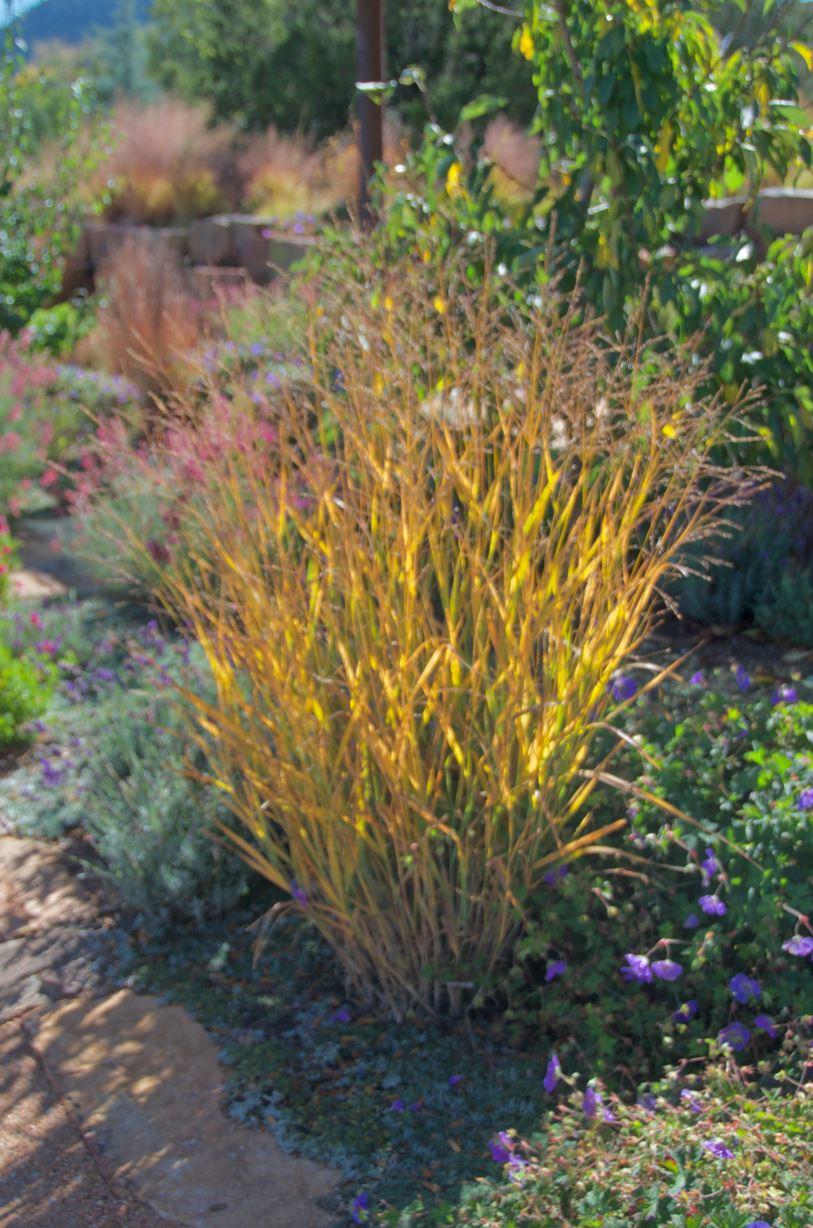 G0058 Grass, Panicum Virgatum 'heavy Metal' - View 13 from www redcrocus com