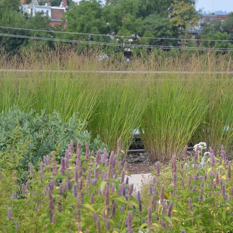 G0058 Grass, Panicum Virgatum 'heavy Metal' - View 14 from www redcrocus com