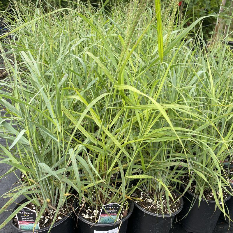 G0058 Grass, Panicum Virgatum 'heavy Metal' - View 15 from www redcrocus com