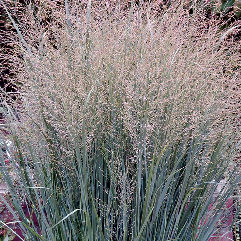 G0058 Grass, Panicum Virgatum 'heavy Metal' - View 17 from www redcrocus com