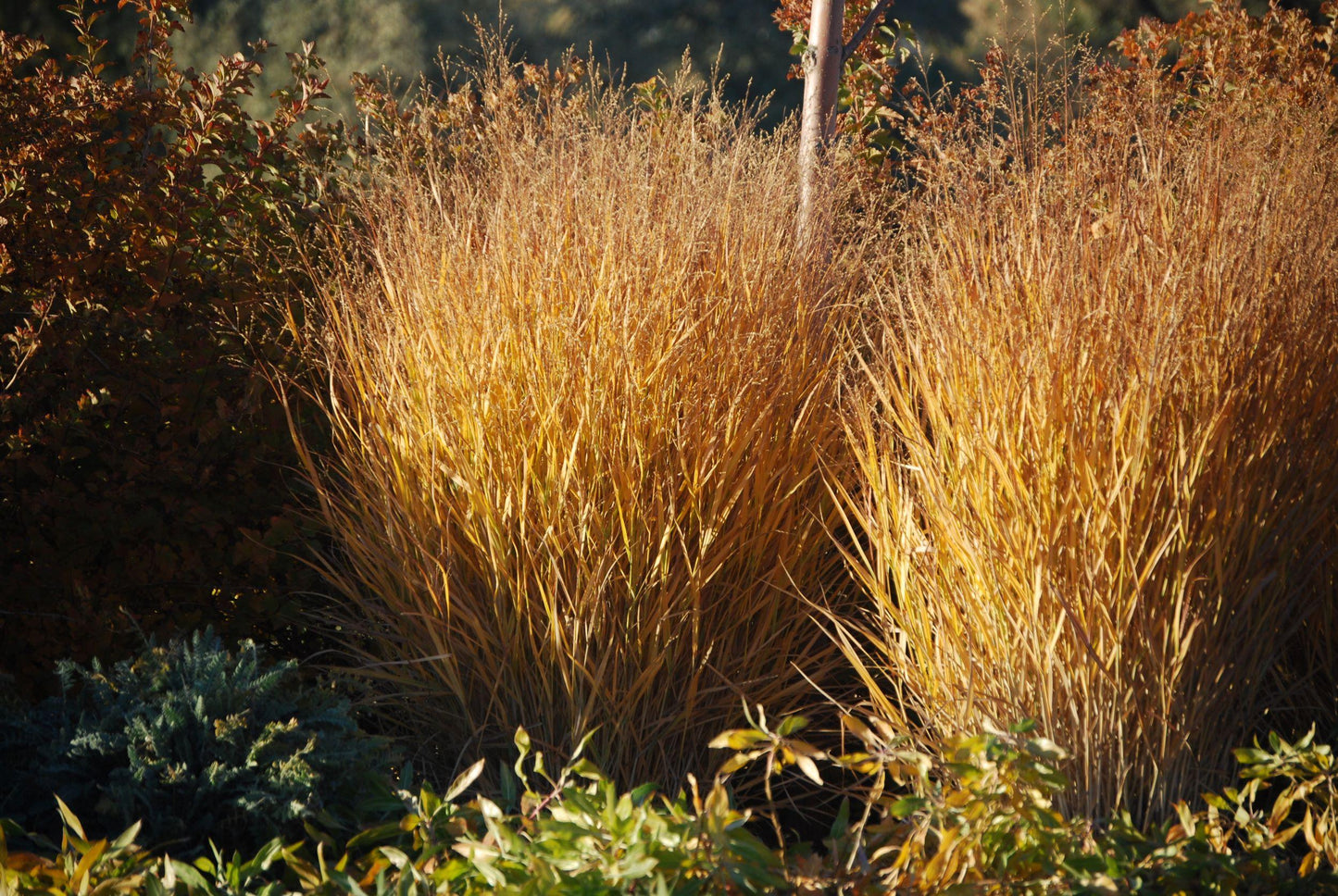 G0058 Grass, Panicum Virgatum 'heavy Metal' - View 18 from www redcrocus com