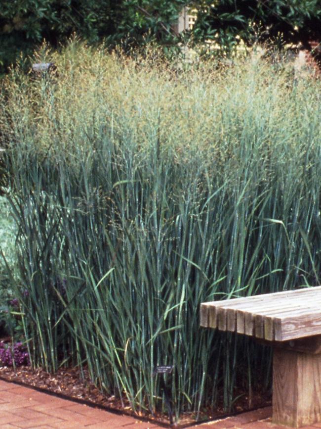 G0058 Grass, Panicum Virgatum 'heavy Metal' - View 2 from www redcrocus com