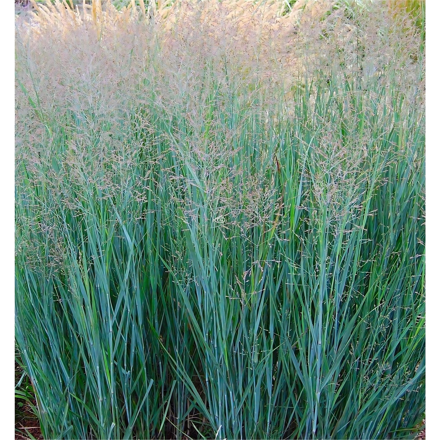 G0058 Grass, Panicum Virgatum 'heavy Metal' - View 4 from www redcrocus com