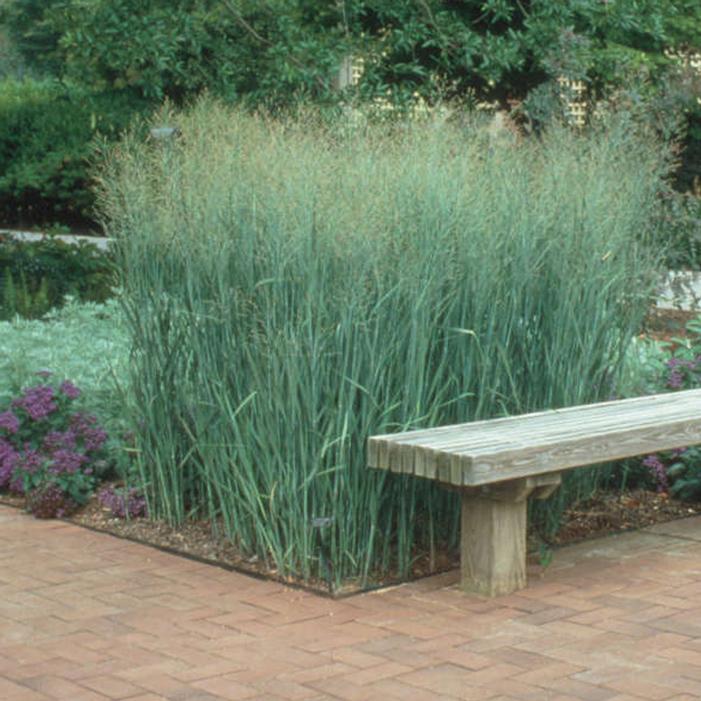 G0058 Grass, Panicum Virgatum 'heavy Metal' - View 5 from www redcrocus com