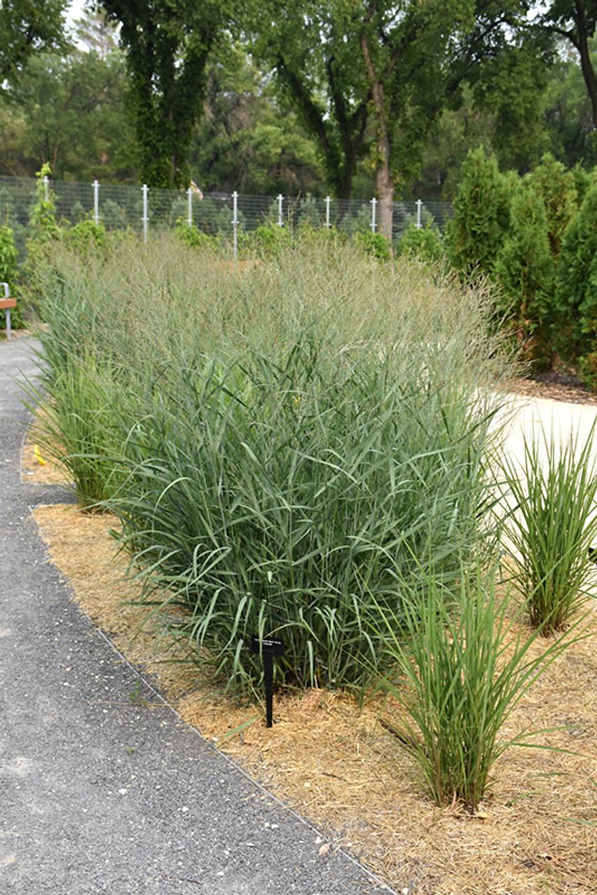 G0058 Grass, Panicum Virgatum 'heavy Metal' - View 6 from www redcrocus com