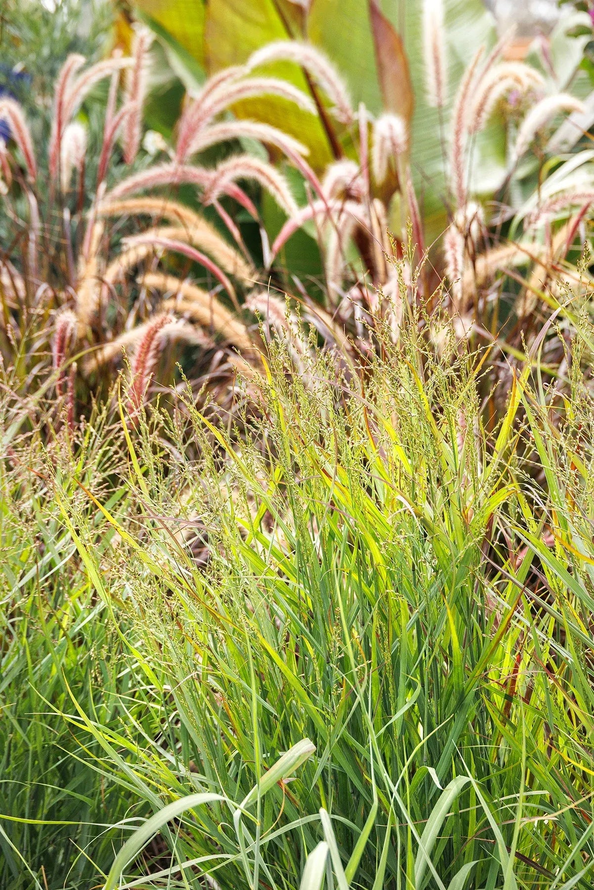 G0058 Grass, Panicum Virgatum 'heavy Metal' - View 7 from www redcrocus com