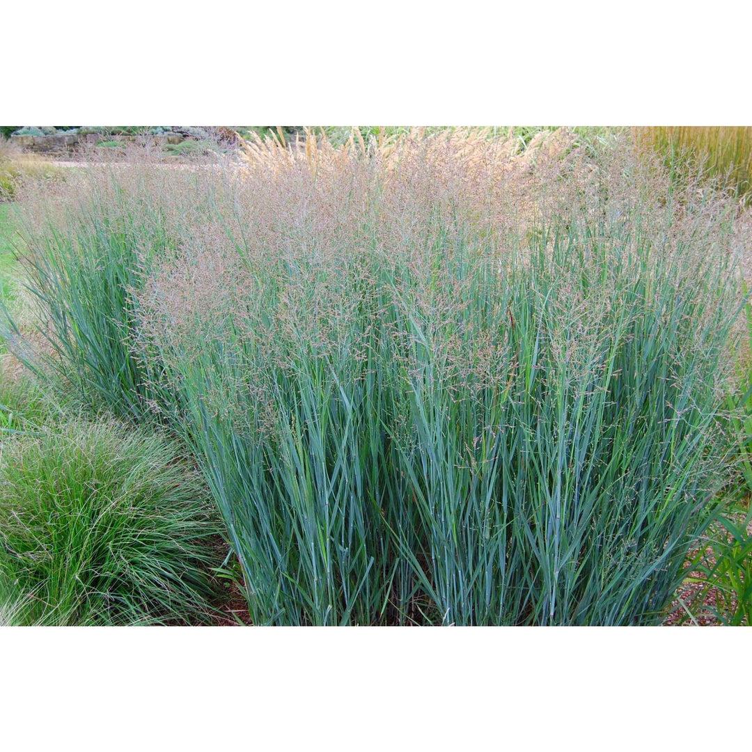 G0058 Grass, Panicum Virgatum 'heavy Metal' - View 9 from www redcrocus com