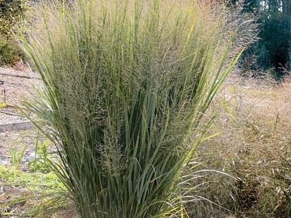 G0059 Grass, Panicum Virgatum 'northwind' - View 17 from www redcrocus com