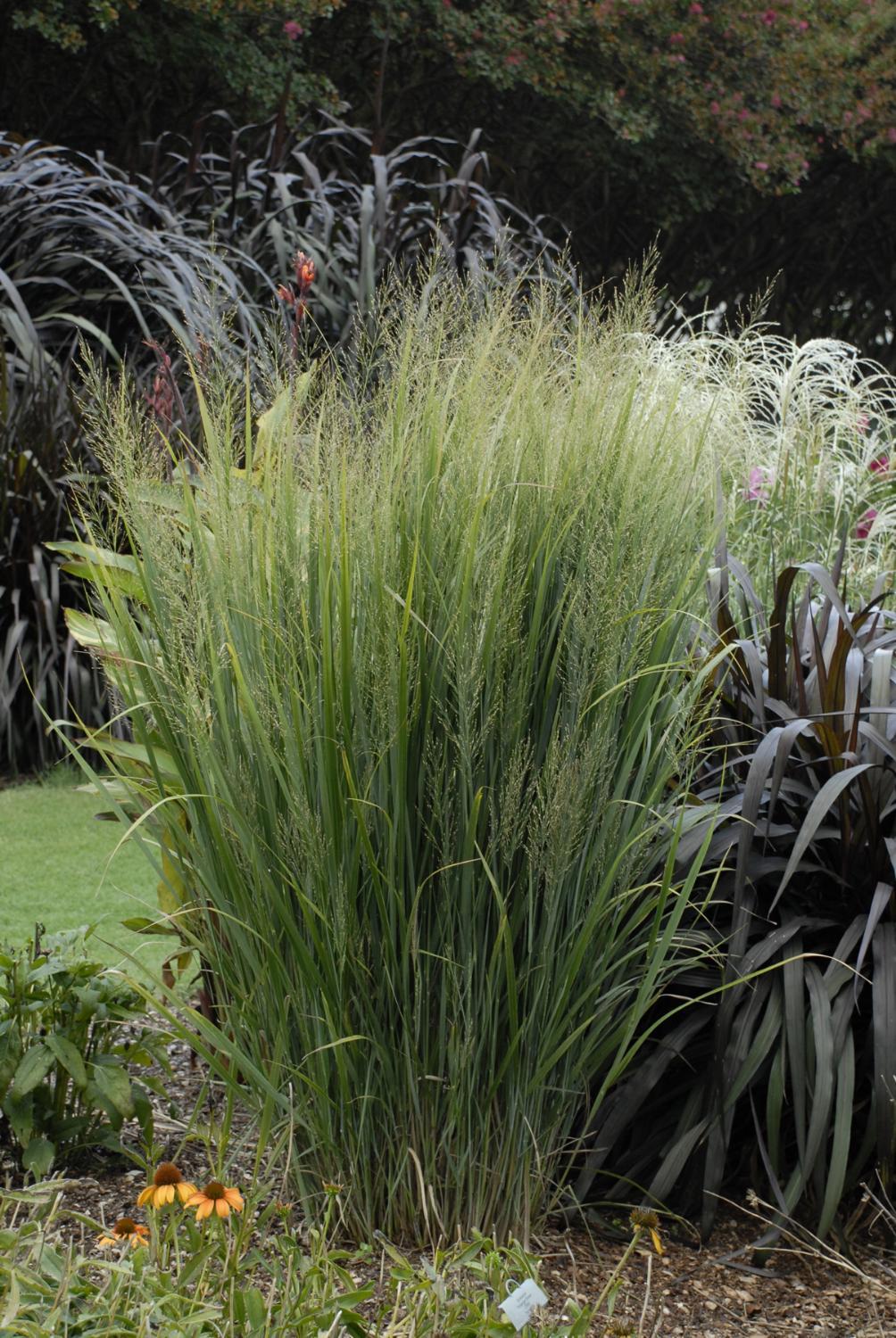 G0059 Grass, Panicum Virgatum 'northwind' - View 20 from www redcrocus com