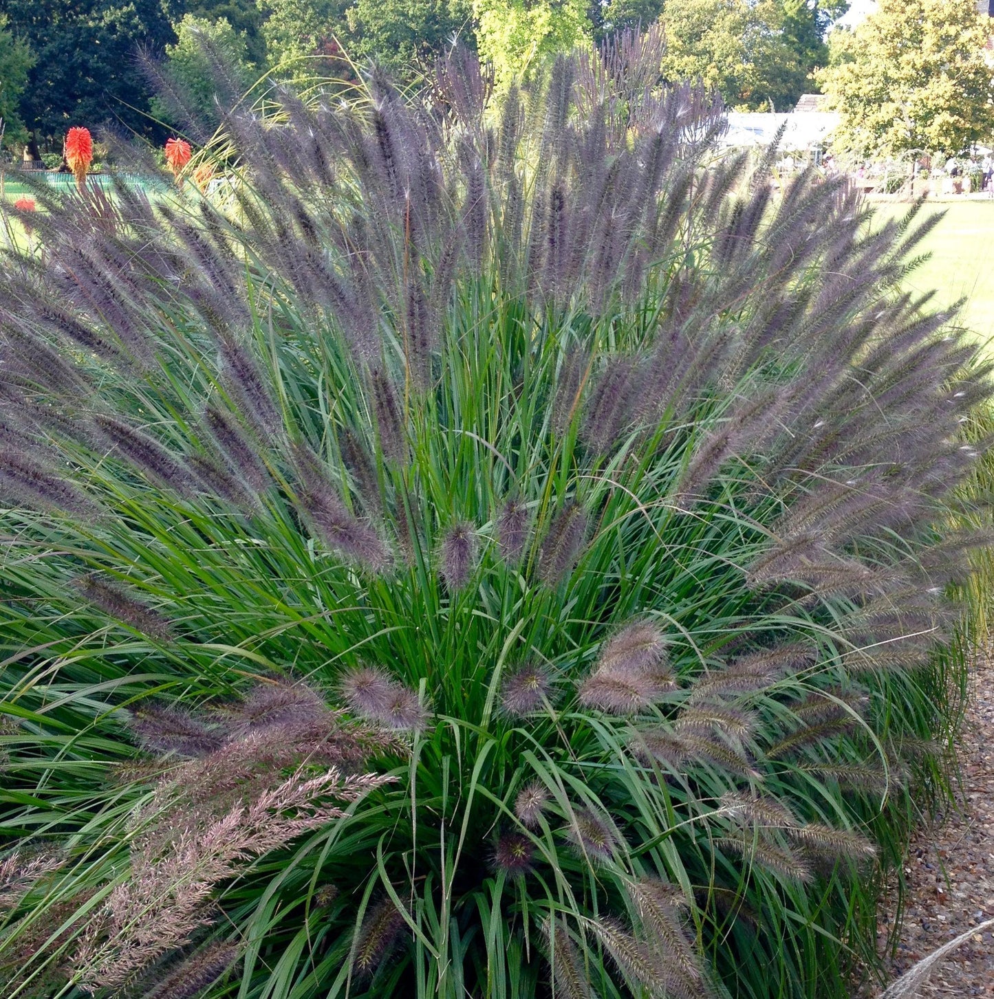 G0063 Grass Pennisetum Alopecuroides Red Head - View 12 from www redcrocus com